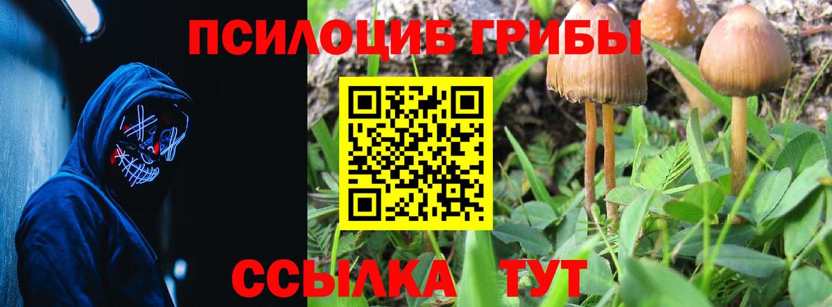 Псилоцибиновые грибы GOLDEN TEACHER  Галлюциногенные грибы Psilocybine cubensis  Электросталь  Вход с VPN 